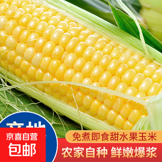 Freshly picked golden fruit corn, fresh corn on the cob, popped sweet corn, crispy, sweet and delicious, packed with box, 1jin jin is equal to 0.5kg (single 300g+)