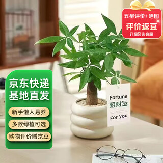 Jingyunmeng money tree small potted flower office green plant lucky gift single-pole money tree donut straight from the source