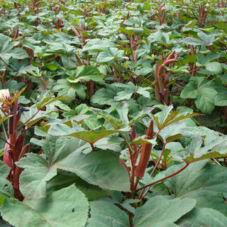 Fengming yashi okra seeds four seasons vegetable seeds balcony spring and autumn vegetable seeds early mature field base planting seeds beauty finger red okra seeds 500g