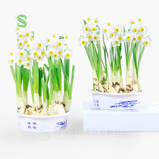 Green silk ribbon narcissus hydroponic flowers imported narcissus bulbs are cold-resistant and easy to feed potted plants during the winter new year's eve. 3 narcissus bulbs + 1 plastic pot