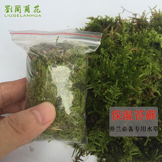 Liuge orchids need to prepare special moss for orchids, beautiful green sphagnum moss, flower pots need to prepare green aquatic plants for sale, green moss