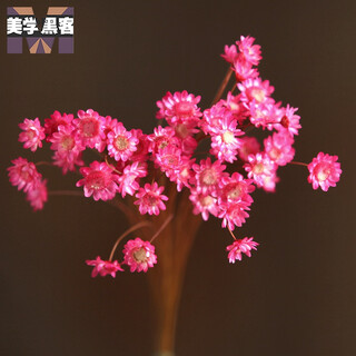 Brazilian imported small star flowers, small dried flowers, small daisies, dried flower bouquet, real flowers, air-dried, natural decoration, literary living room, home furnishings, birthday gift, red bouquet of 50 pieces