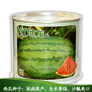 Zhongke maohua fruit, vegetable and fruit seeds lazy man's new hope red earthworm watermelon seed lazy man's big fruit no-fork watermelon big red flesh resistant to heavy cropping sandy flesh super sweet red earthworm watermelon seeds 50g/box
