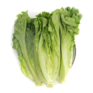 Jingxiansheng yunnan romaine lettuce 600g simple packaging fresh vegetables