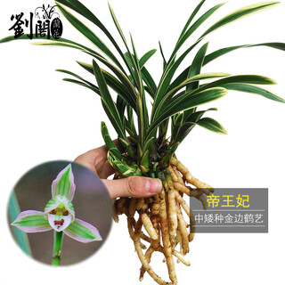 Liuge orchid orchid seedlings, the most fragrant four seasons orchid emperor princess in the world, phnom penh dwarf summer with fragrant bud flower potted plants, 2 large seedlings + 1 bag of soil