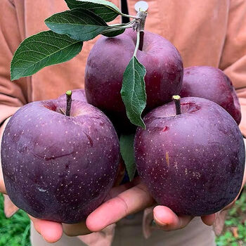 Gewosi authentic black apple seasonal fruit alpine rock candy heart gansu huaniu (late season reddish and pinkish) net weight 4.5 catties affordable medium fruit