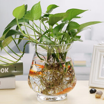 Mzxm glass vase hydroponic pothos simple creative hydroponic plant flower pot transparent container water culture pothos flower arrangement container 16 winter melon vase medium