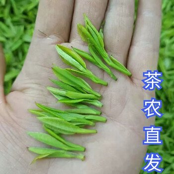Haomu huoshan huangya 2024 new tea mingqian spring tea special young bud maojian handmade alpine yellow tea tea canned 500g 1 catties 2 cans