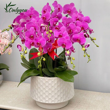 Only you 2 hours delivery phalaenopsis flower pot with buds, real flower orchid potted plant opening housewarming birthday gift 8 purple plants (random porcelain pot)