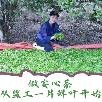 Three talents and four elephants yunnan province laobanzhang ancient tree single plant picked raw powder 50g brown