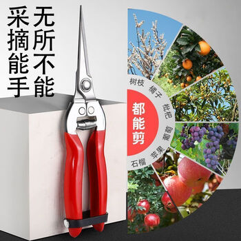 Yanran stainless steel fruit picking scissors, gardening scissors, pruning shears, imported grape pitaya scissors, special scissors for picking pepper, 3 stainless steel fruit picking scissors