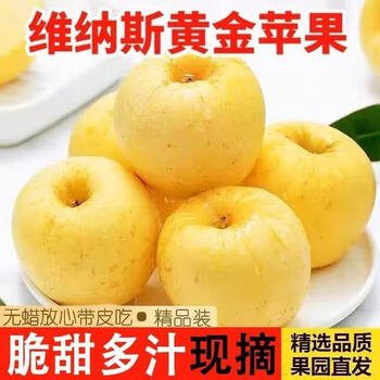 Guangdong welcome venus golden apple shandong apple fresh seasonal fruit pregnant women can eat seasonal fruit crisp, sweet and juicy 5kg selected pack sweet and juicy net weight 4.5kg