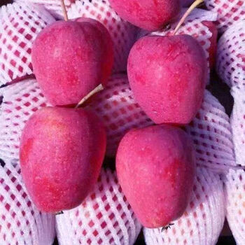 Gervais sweet, crisp and delicious, new freshly picked chicken hearts, splendid crab apples, small apples, large size, selected large fruits 4.8 catties
