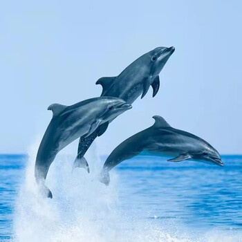 Bali surabaya indonesia / saiwu falls / mount bromo + mount ijen / rowena dolphin chasing + water temple / penida snorkeling 5 days and 4 nights group tour bali august