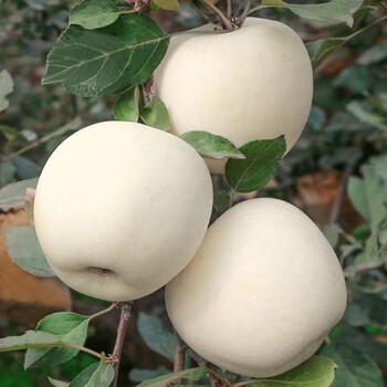 Fruit-shaped shandong cream fuji apple medium large fruit seasonally picked shandong fuji apple fresh fruit for pregnant women and children cream fuji extra large fruit selected 9 jin pack