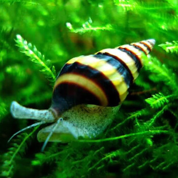 Aipharow bee horned snail aquatic plant tank powerful algae removal ornamental algae scraper horned snail activated bottom bed pet fresh water tool snail live killer snail 3 pieces