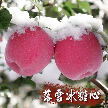 Ganxian gansu jingning red fuji alpine apple (picked in the mountains), crisp, sweet and juicy rock candy heart apple picked after snow, 10kg family pack (net weight 8.5-9kg), extra large fruit (fruit diameter is about 90mm)