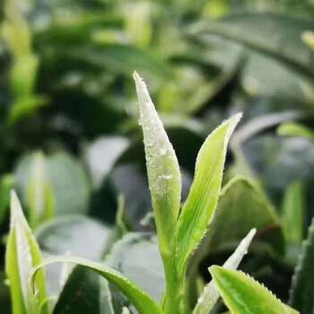 Yinghong no.9 tea spring tea 2024 yinghong no.9 mingqian tea canned gift box high-end black tea new style default