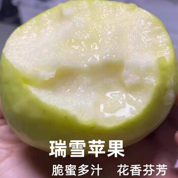 Shuaidui shaanxi baishui ruixue apple authentic 2025 season fresh crisp sweet fragrant green apple premium fruit gift box full box selected 4.5 jin small fruit 70-75mm about 13-16 pieces