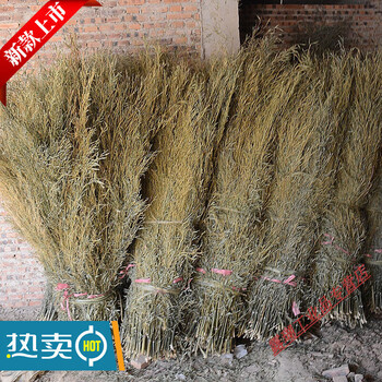 Best quality custom-made sanitation large broom, bamboo street sweeping, bamboo outdoor enlarged and widened sweeping yard broom, no. 5 bamboo leaf seedlings (delivered by the pound)