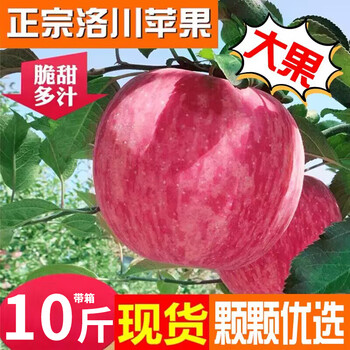 Luochuan apple, shaanxi yan'an specialty red fuji seasonal apple fruit gift box, fresh, crisp and sweet apples, whole box wholesale, 10 kilograms of large fruit 80-85mm (net weight 8.5 kilograms)