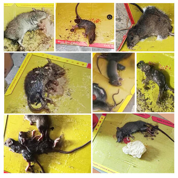 30 sheets of powerful sticky mouse boards to catch big mice with glue, mouse traps, mouse traps, artifacts, 20 sheets of strong sticky mouse boards