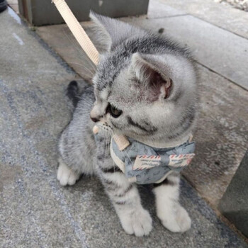 Yanxiang cat walking rope cat traction rope super small anti-breakaway cat chain dog rope 1-3 catties kitten milk dog bow light gray xs0-3 catties milk cat milk dog universal