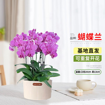 Jingyunmeng phalaenopsis with buds potted autumn and winter orchid seedlings opening gift flowers 8 purple elegant vertical pattern source straight hair