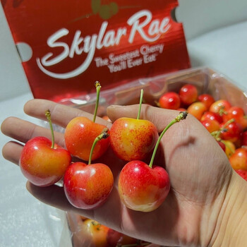Nongguo chuan orange black swan skylar rae yellow cherry chile golden cherry jjj grade fresh crispy sweet and juicy 2 pounds (net weight) jj 28mm (inclusive)-30mm (exclusive)