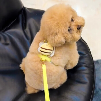 Amor dog leash, special anti-break-away dog leash for going out, pet teddy panda, small puppy walking leash, green little bee s-recommended 2-6 pounds