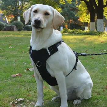 Moepie gives away 5-meter dog leash for large dogs labrador rottweiler large dog harness 2025 black + 5-meter dog leash + luminous pendant xl size bust 68-93cm