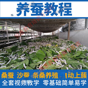 A complete collection of video tutorials on sericulture technology, scientific methods of sericulture, training and learning on silkworm rearing and management, customized u disk/hard drive