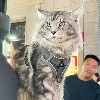 Amore maine coon cat traction rope breathable harness cat walking rope pet cat rope dog chain outdoor adjustable explosion-proof harness black breathable harness l recommended 10-15 catties specific reference to bust and back length