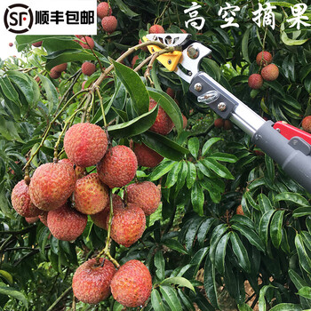 Good hand-picking artifact, high-branch shears, branch shears, telescopic fruit-picking scissors, high-altitude picking persimmon picker, lychee picking, 60 cm sawless aluminum alloy handle branch shears