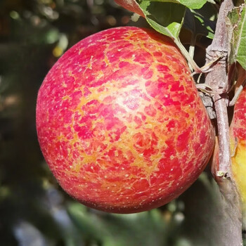 Fresh grade premium yunnan ugly apples, straight hair from the origin, rock candy heart apple fruit, seasonal, crisp, sweet and juicy, authentic red fuji, 3 catties, 60mm (inclusive)-65mm (inclusive), mini fruit丨too small