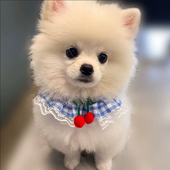 Amore dog leash harness pomeranian teddy bichon dog leash small dog cat pet vest style dog chain blue with rope s-small recommended 3-8 pounds