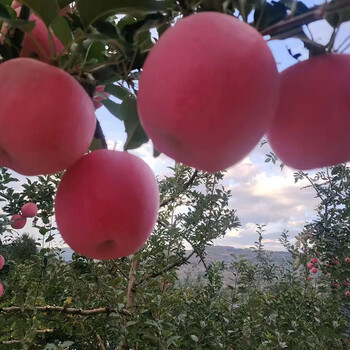 Authentic gansu qin'an red fuji apple, large fruit, net weight 9 jins