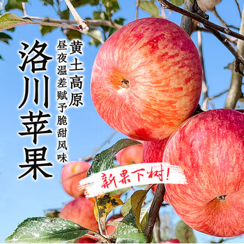 Oriental selection luochuan apple fruit fresh season whole box seasonal crisp, sweet and juicy 4kg-8.5 pack new year's goods 5kg (small fruit 170g+ 10-14 pieces)