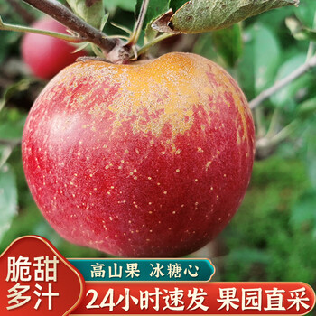Uncle jiguo authentic daliangshan ugly apple, seasonal fresh fruit, sichuan rock candy heart apple, red fuji fresh, net weight 5 catties, mini fruit, single fruit 60-65mm