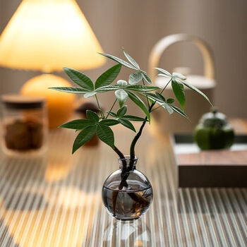 Lzjv gong xi fa cai hydroponic plant money tree office living room desktop flower pot purification green plant a funny money tree (no bottle)