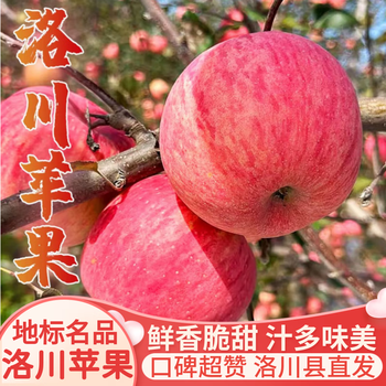Luochuan apple shaanxi yan'an specialty red fuji seasonal apple fruit gift box gives fresh apples fresh crispy sweet whole box wholesale net weight 8.5 catties 75-80mm platinum medium fruit crispy sweet