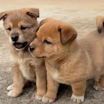 Chinese pastoral dog puppy pure black small white dog big yellow dog small flower dog four-eyed dog domestic puppy native dog guard dog pastoral grade yellow dog + dog food + dog cage + free shipping