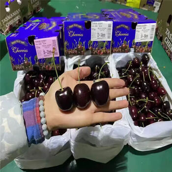 Fresh cherries imported from australia, australian tasmanian large cherry fruit 4 catties original box gift box 2 catties (net weight) sub-packed extra large fruit 2j single fruit 28-30mm