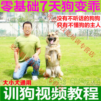 Dog training tutorial dog training golden retriever collie training tutorial zero-based dog training toilet at fixed points customized u disk/hard disk delivery
