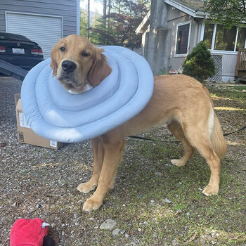 Znmw golden retriever lesbian lengthened and deepened large elizabethan collar large dog collar recovery collar anti-licking dog sky blue 3-layer collar-xl diameter 40cm maximum neck circumference 41cm