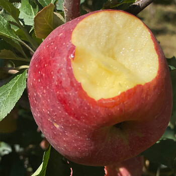 Jingmi yunnan zhaotong chou apple 9kg, single fruit 260g+, fresh fruit and rock candy heart, straight from the source