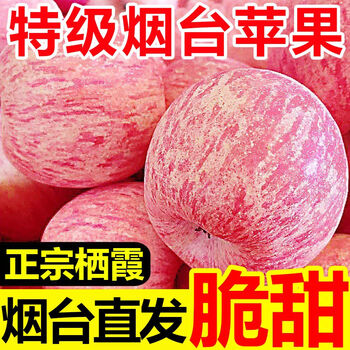 Red fuji apples, crispy and sweet large fruits, authentic shandong yantai apples, seasonal fruits, qixia apples, whole box wholesale, 9 pounds of large fruits (80-85mm) in a box, ordinary packaging