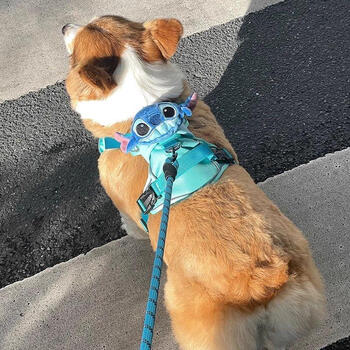 Pet supplies dog leash, dog walking rope, harness, summer anti-breakaway, small and medium-sized dogs, teddy, corgi cat, strawberry bear doll, 3-10 catties s-small