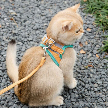 Modx cat traction rope cute vest style chest and back anti-breakaway kitten velcro safety buckle cat walking rope cat traction rope contrasting color vibrant orange-full of vitality large size l-adult cats under 15 pounds