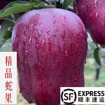 Huaniu boutique sf home new year gift authentic gansu tianshui huaniu apple snake fruit seasonal fresh fruit *net weight 9 jin (medium large fruit) fruit diameter 70mm-75mm